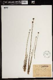 Image result for Xyris fugaciflora