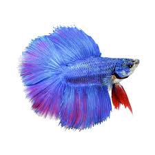 Double tail betta fish also tend to have a larger dorsal. Male Doubletail Halfmoon Bettas For Sale Order Online Petco Betta Fish Betta Halfmoon Betta