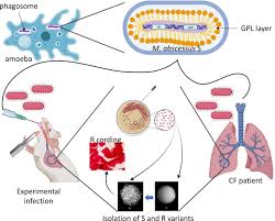 Frontiers | Nitrogen Metabolism In Mycobacteria: The Key Genes And Targeted  Antimicrobials