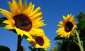 I will definitely implement this in my garden this season. Growing Sunflowers Cheerful Gigantic Blooms Epic Gardening