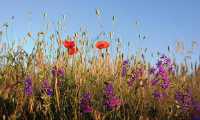 Wildflowers small purple flowers uk. Wildflower Meadows How To Plant Them Fosseway Garden Centre
