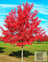 A row of maple trees shows a spectrum of fall colors on a sunny october day in northern. Blackwood Ridge Blog Blackwood Ridge Nursery