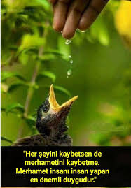 Zeynep Kocakaya Adli Kullanicinin Guzel Sozler Panosundaki Pin Hayvanlar Guzel Soz Hayat Dersleri