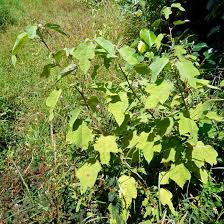 Image result for Triumfetta digitata