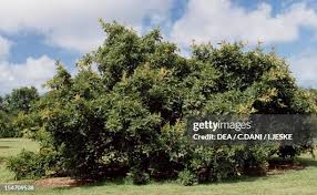 Image result for Ficus ingens