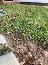 Image result for Dichondra