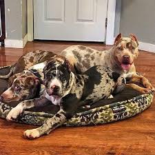 Black And Brown Pitbull Mix American Bully On Instagram Amor Passion Love Pitbull Nature Instagood Dog Dogsofinstagram Selfie American B Cute Animals Pitbulls Pitbull Terrier