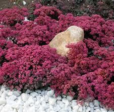Sunsparkler Plum Dazzled Sedum ...