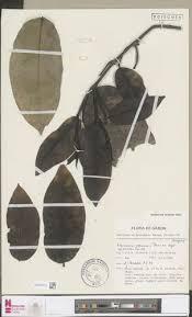 Image result for Klainedoxa gabonensis