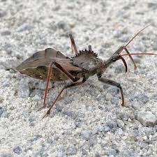 Assassin bug found at Great Dismal Swamp