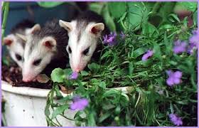 Orphaned Opossums Injured Opossums Baby Possum Opossum Animals