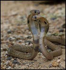 Indian Cobra Naja Naja Animals Spiders And Snakes Snake