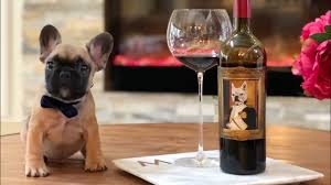 Looking for french bulldog puppies for sale? Bringing Home Our French Bulldog Puppy Theodore The Great Youtube