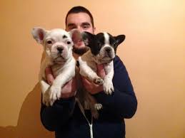 Satilik French Bulldog Yavrulari Satilik French Bulldog Yavrulari Kopek Kopekseverler Kopeksahiplendirme Kopekyavrusu Evcilhayvan Evcilhayvanur Lustig