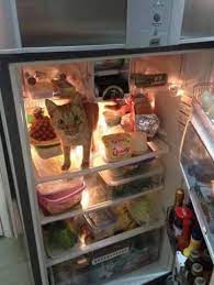 Petslady S Pick Funny Fridge Cleaning Cat Of The Day Kittens Cutest Crazy Cats Funny Cats