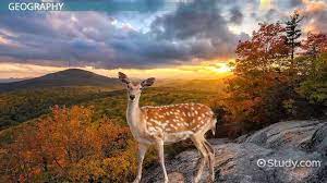 Landscapes, particularly in the southeast, are characterized by live oaks, magnolia trees, yellow jessamine vines, spanish moss, cabbage palms. Geography Of The Southern United States Video Lesson Transcript Study Com