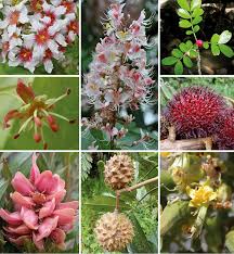 Image result for Deinbollia sp. A