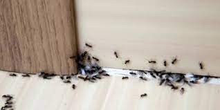 Master bedroom window treatments are often used to add luxury and serenity to the room, while window curtains for a bedroom in another part of the house might impart. How To Get Rid Of Ants In Your House