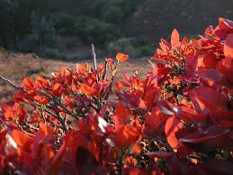 Image result for Ficus ingens