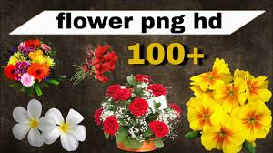 Flower Png Hd Free Download Youtube Flowers png high definition picture flower petals beautiful green leaves background high definition pictures gifts dishes transparent png format tulips colorful beautiful flower leaves catering fickleness purple ribbons fresh close up spring blessings dew artificial flowers bouquet postcards diet.