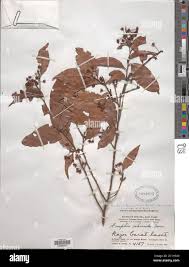 Image result for Brackenridgea