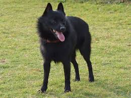 You're the lucky caretaker of a beautiful canine several dozen dog breeds have a bobtail genetic mutation. Schipperke Wikipedia