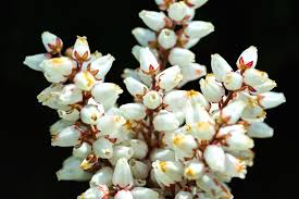 Taxonomical flower features are the flower symmetry, the way in which the carpels are fused and the the flowers of angiosperms have originally only had an incomplete perianth that can very likely be traced but the unchanged parietal placentation of the ovules enables a definite classification. Math In Flowers Symmetry Fibonacci And A Fun Video Shade Metals