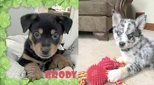 Browse our current selection of adorable puppies by breed. Brick Puppy Store Scrutinized After Dog Dies