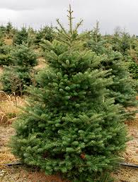 We did not find results for: Real Christmas Trees Which One Is Right For You Christmas Trees