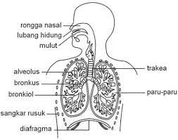 Salah satu penyakit yang terjadi. Mengamati Sistem Pernapasan Pada Manusia