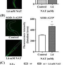 Lifespan Extension Effects Of Nat In C Elegans Involve The Ampk Download Scientific Diagram