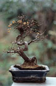 How To Revive A Bonsai Tree Bonsaiforrest