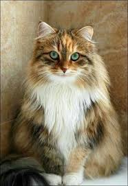 20 cat breeds with long coats. 190 Long Haired Cats Ideas Cats Beautiful Cats Cute Cats