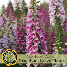 Image result for Digitalis purpurea