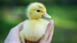 Ente (wappentier), ein wappentier in der heraldik. Tierfreundschaft Gerettetes Enten Kuken Verlasst Retter Nicht Bildderfrau De