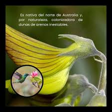Image result for Crotalaria comosa