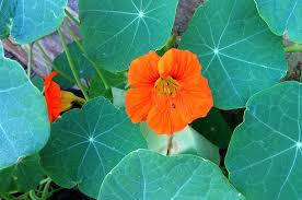 Eating flowers from a flower garden may sound a bit odd at first. A Guide To Edible Flowers Jamie Oliver