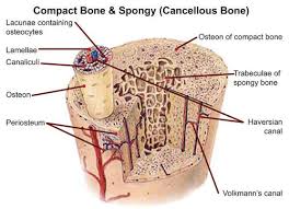 Compact bone and spongy bone: The Skeletal System Ck 12 Foundation