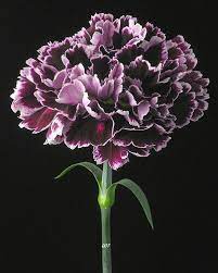 Pin By Jennifer Schmidt Mancuso On Flowers By Variety Carnation Flower Birth Flowers Beautiful Flowers