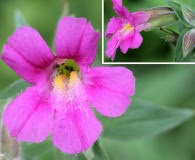 Image result for Swertia brownii