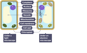 How are plant cells similar to animal cells? Revise Cell Structures With Bbc Bitesize For Edexcel Gcse Combined Science Cell Structure Cell Wall Cell Membrane