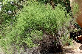 Image result for Antherothamnus