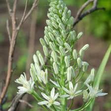 Image result for Ornithogalum seineri
