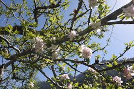 Plants that do not flower are often too young some trees planted in latitudes in which they do not normally grow may also fail to bloom. Apple Blossom Manali India Apple Tree Beautiful Flowers Images Apple Blossom