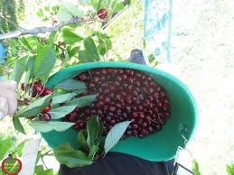 Protection Des Cerises Ma Passion Du Verger
