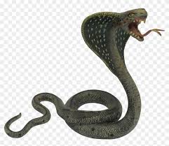 Cobra Snake Png Photos Transparent Png 1680x1375 191438 Pngfind Png sticker fasciated snake vintage clipart. cobra snake png photos transparent png