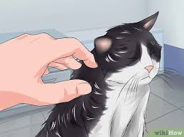 There are 36 cat's fur brush for sale on etsy, and they cost $14.89 on average. How To Detangle Cat Fur 11 Steps With Pictures Wikihow Pet
