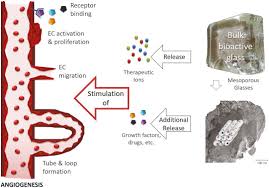 Image result for Angiogenesis