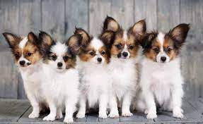 Issue come up amp need to find him a good home. Papillon Dog Breed Characteristics And Personality Lovetoknow