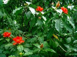 People can use nopal cactus in a variety of sweet and savory dishes and drinks. Pereskia Bleo Rose Cactus Leaf Cactus Plants Cacti And Succulents Succulents